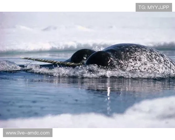 海洋之神的传说在文学作品中的体现与角色分析激发阅读兴趣与思考
